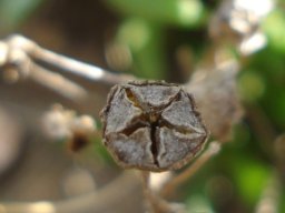 Delosperma leendertziae dry capsule